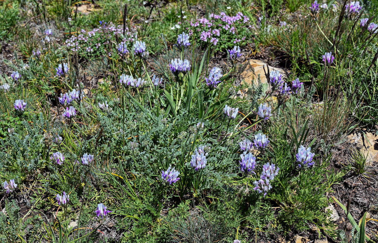 Изображение особи род Astragalus.