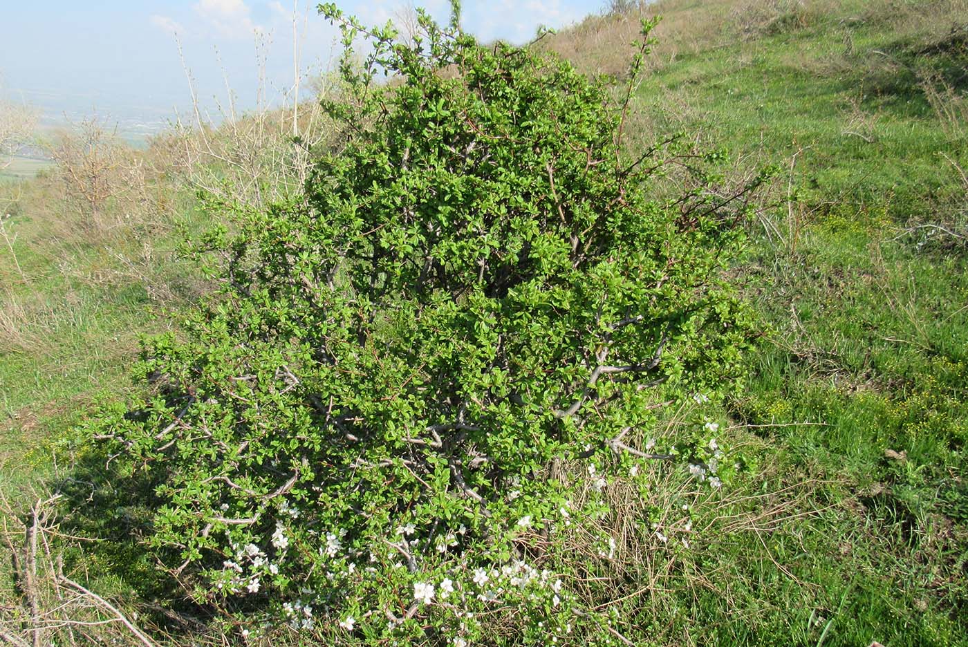 Изображение особи Malus sieversii.