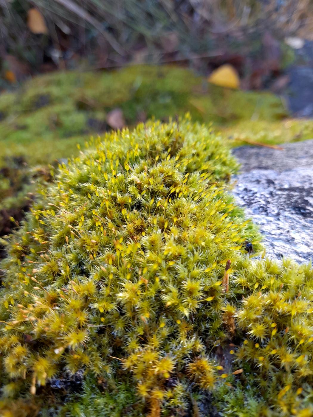 Image of Bucklandiella microcarpa specimen.