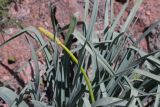 Eremurus fuscus