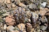 Myosotis minutiflora