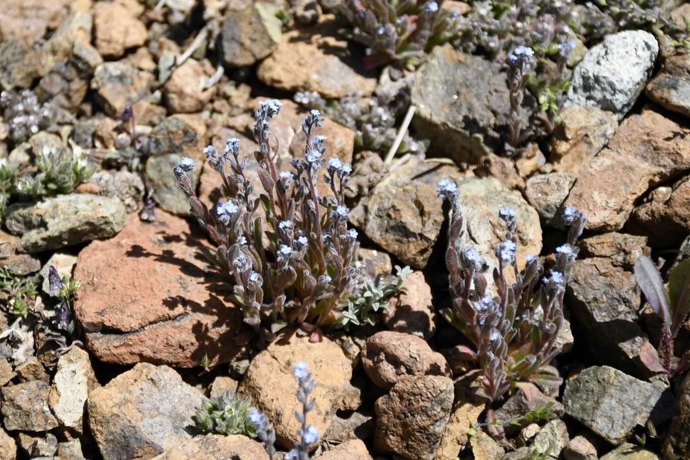 Изображение особи Myosotis minutiflora.