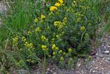 Galium verum. Цветущие растения. Алтай, Улаганский р-н, окр. с. Акташ, Курайский хр., гора Лысуха, ≈ 2500 м н.у.м., каменистый склон. 21.06.2019.