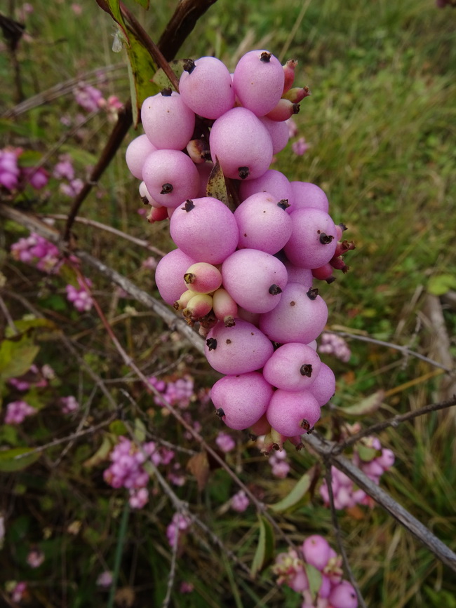 Image of genus Symphoricarpos specimen.