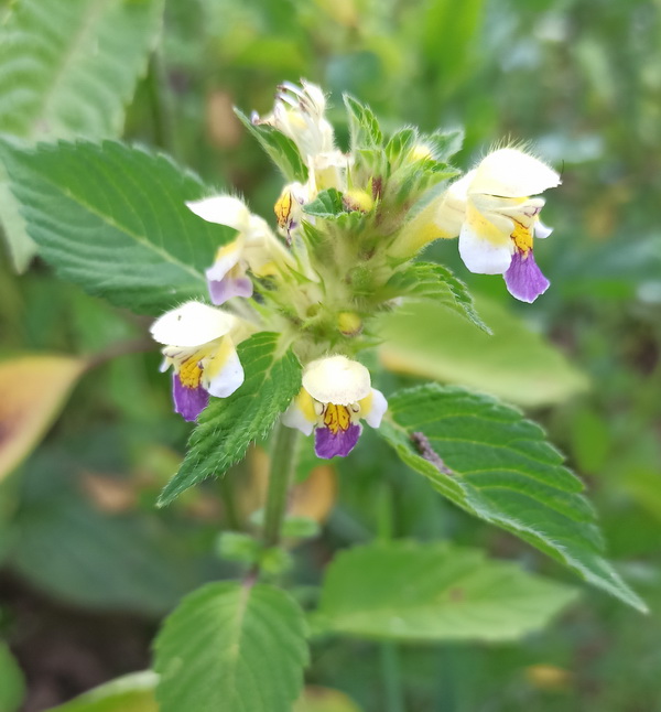 Image of Galeopsis speciosa specimen.