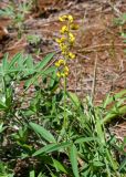 Crotalaria lanceolata