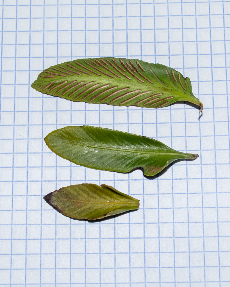Image of Asplenium decurrens specimen.