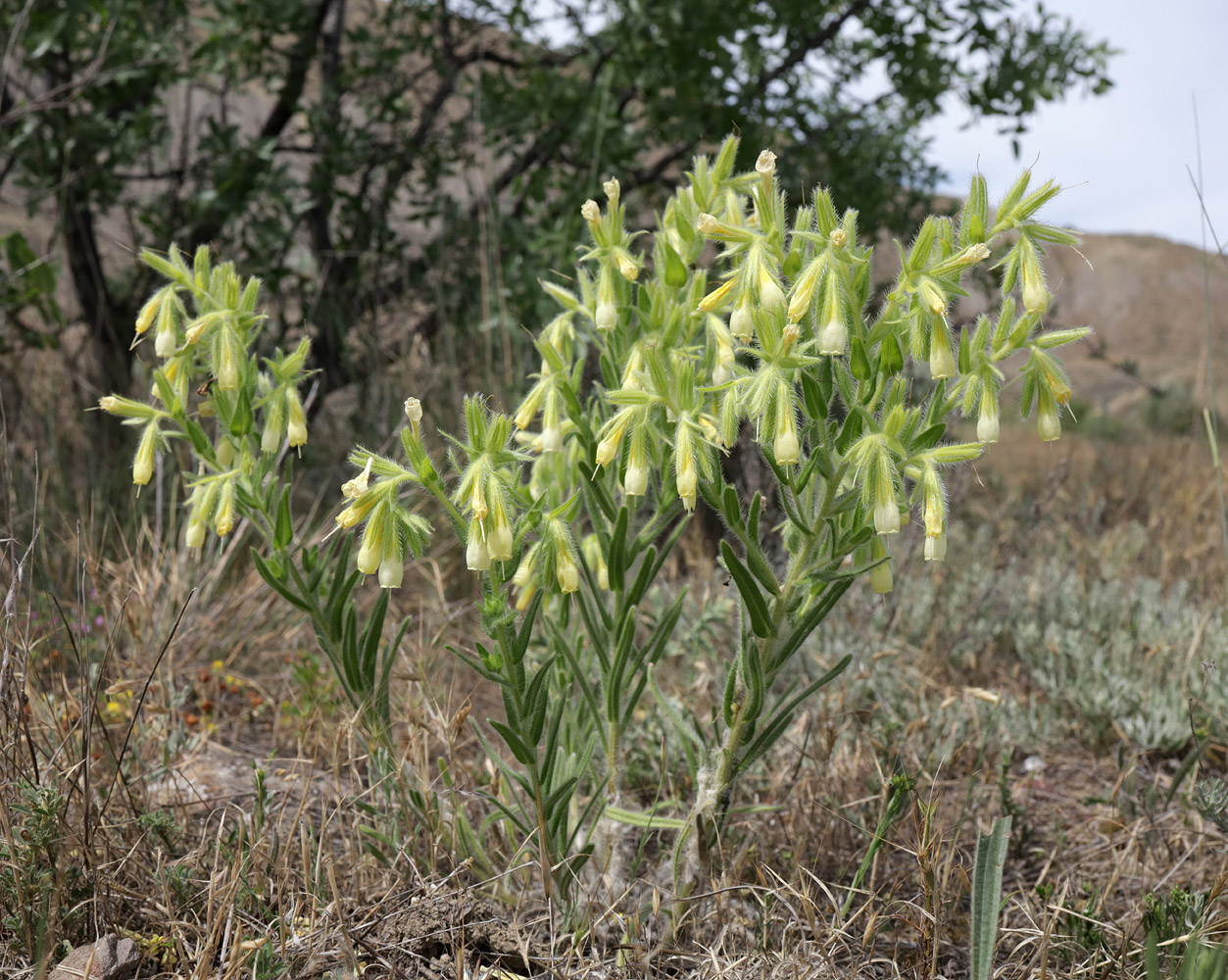 Image of Onosma visianii specimen.