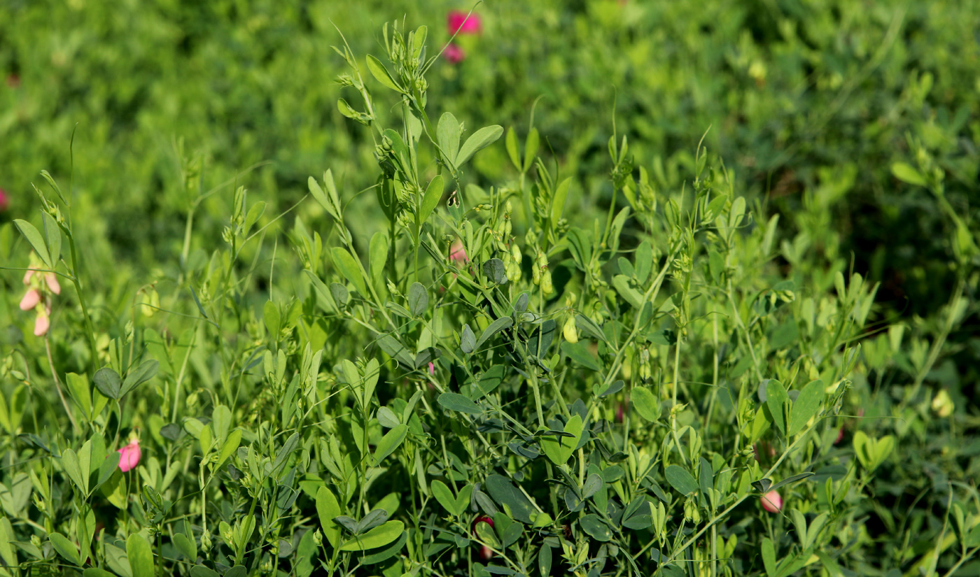 Изображение особи Lathyrus tuberosus.