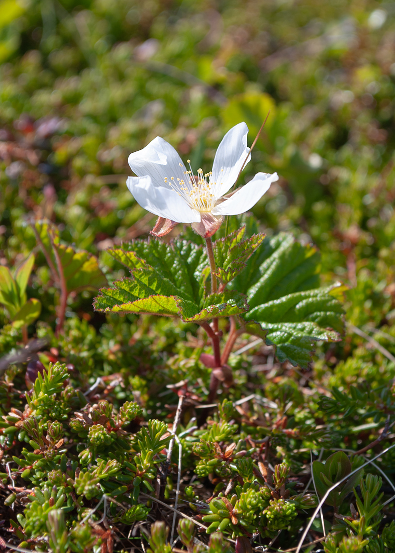 Изображение особи Rubus chamaemorus.