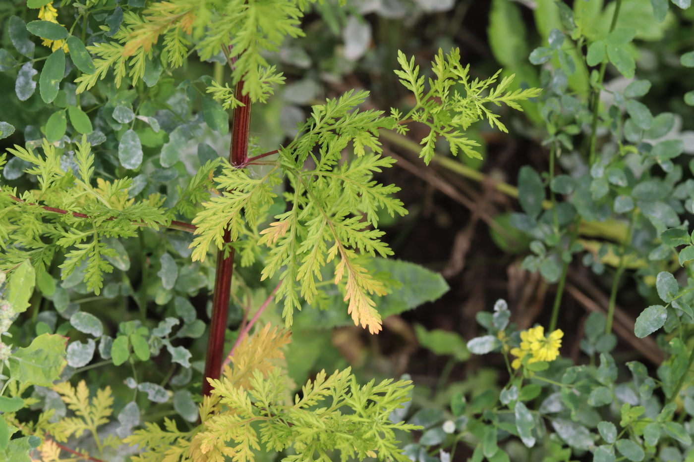 Изображение особи Artemisia annua.