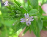 Epilobium adenocaulon