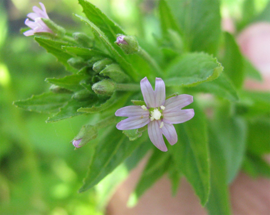 Изображение особи Epilobium adenocaulon.