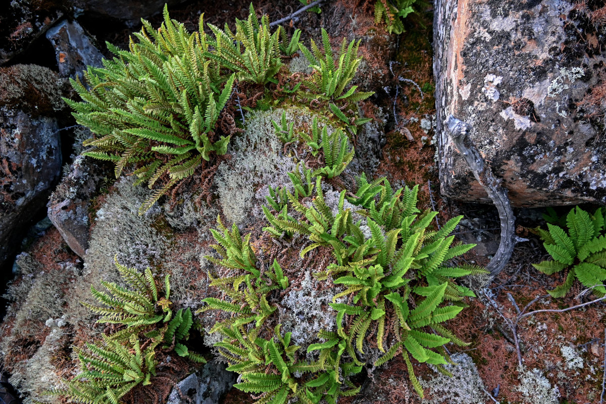 Изображение особи Dryopteris fragrans.