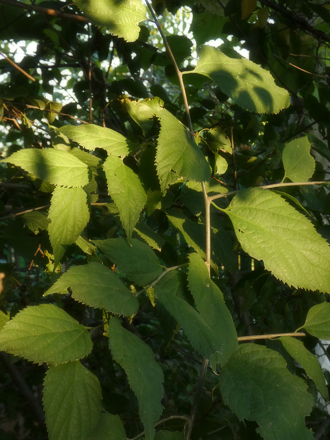 Изображение особи род Celtis.