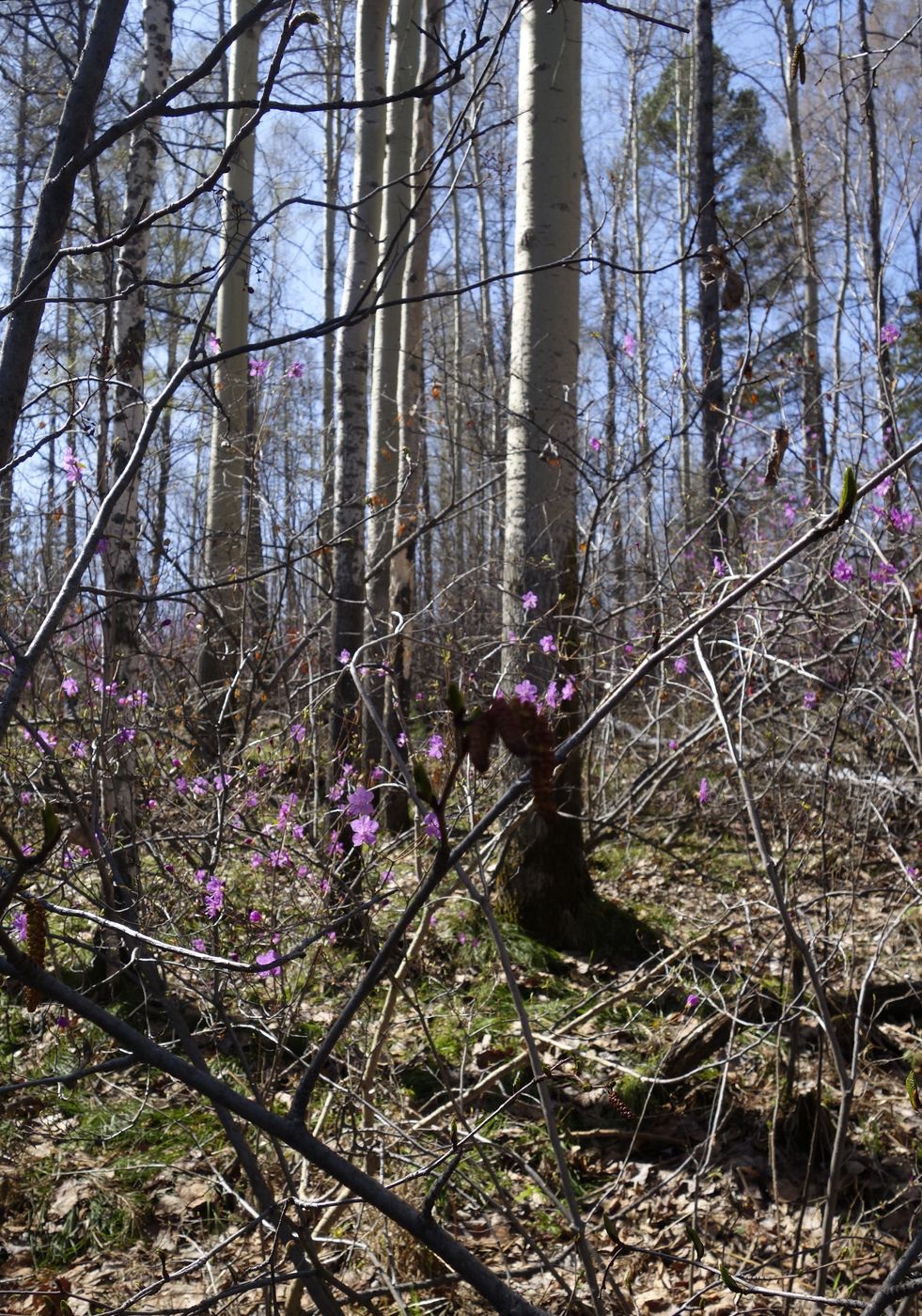 Изображение особи Rhododendron dauricum.