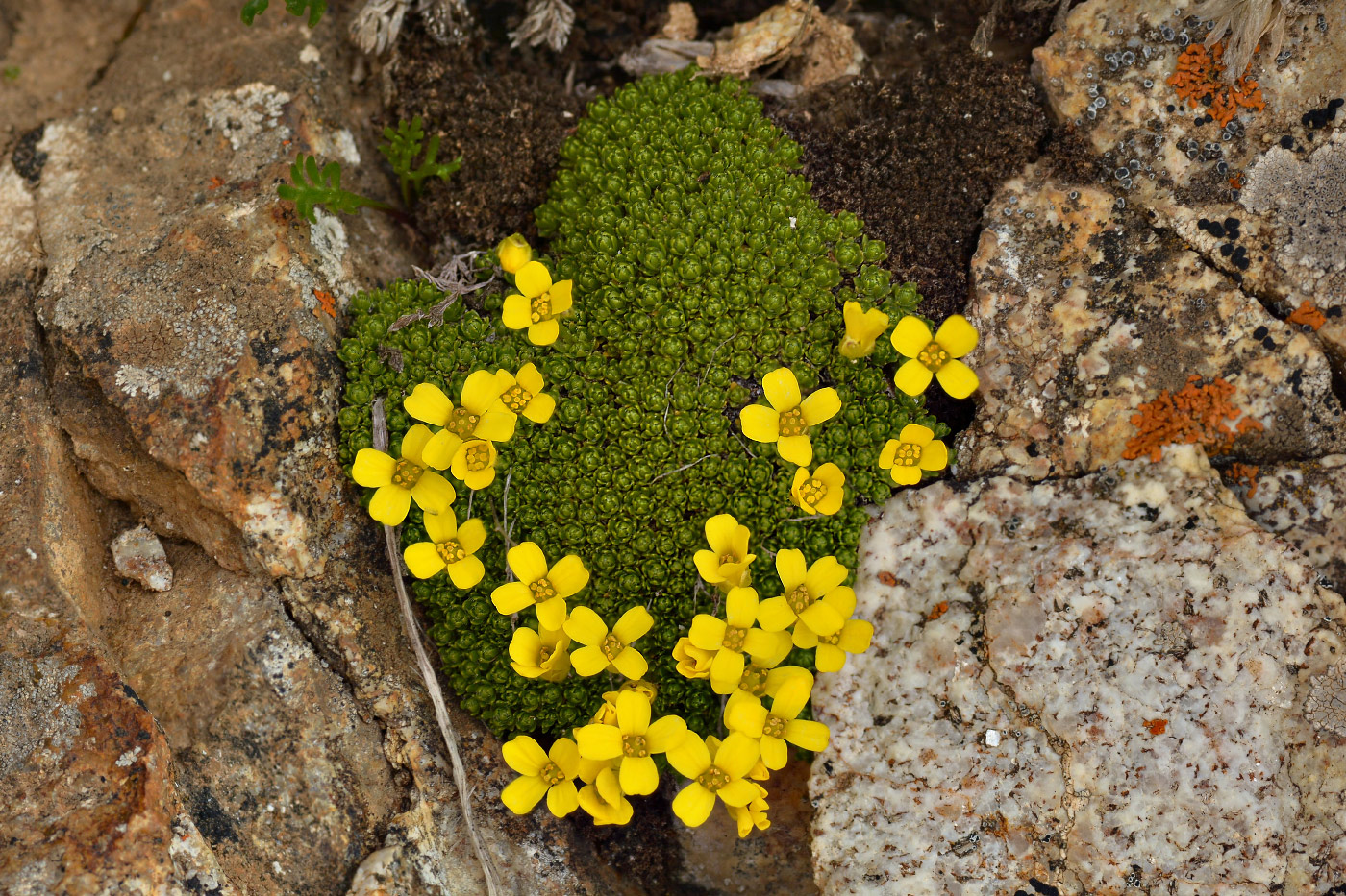 Image of Draba bryoides specimen.