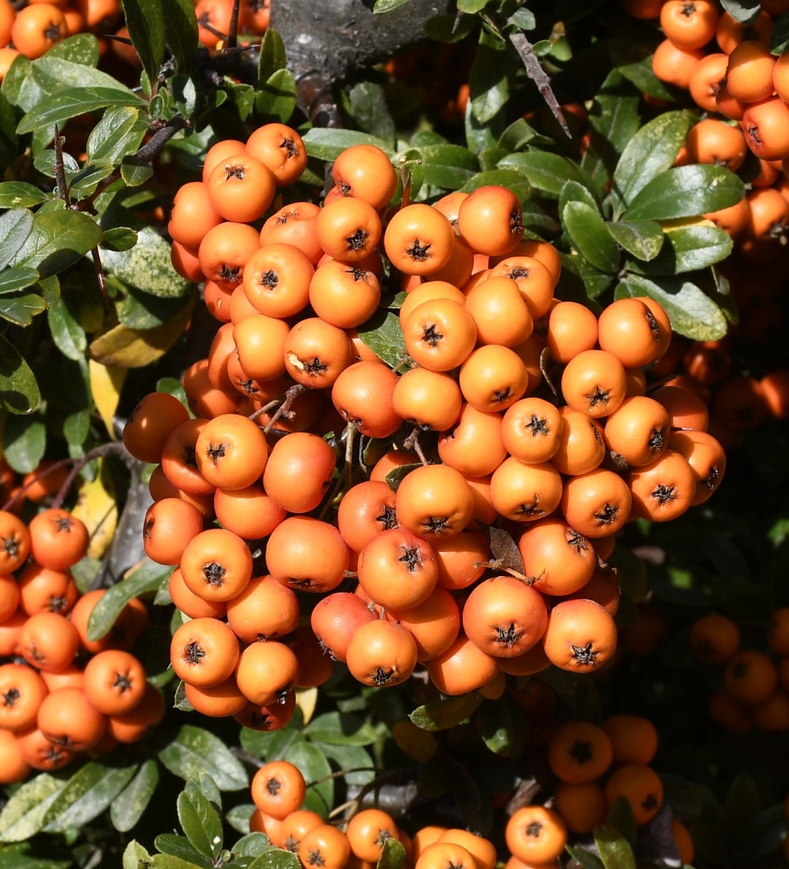 Image of Pyracantha coccinea specimen.