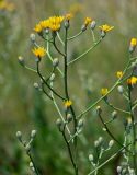 Crepis pannonica. Общее соцветие с нераспустившимися и распускающимися корзинками. Оренбургская обл., Кувандыкский гор. округ, окр. г. Кувандык, луг. 06.07.2023.