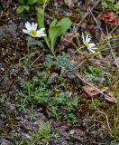 Chrysanthemum mongolicum. Цветущие и вегетирующие растения. Красноярский край, Таймырский Долгано-Ненецкий р-н, плато Путорана, окр. водопада Брат, каменистый склон. 24.07.2023.