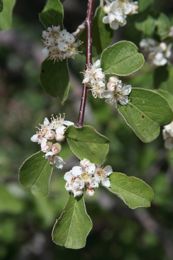 Изображение особи Cotoneaster suavis.