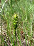 Carex melanostachya. Часть побега с отцветшим пестичным (женским) соцветием. Казахстан, Туркестанская обл., Байдибекский р-н, верх. р. Улькен-Бугунь, ≈800 м н.у.м., саванноидное сообщество. 18.05.2023.