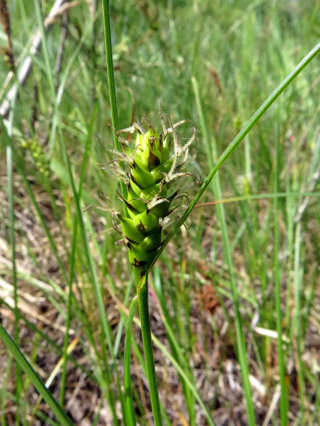 Image of Carex melanostachya specimen.