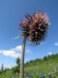 Saussurea frolowii