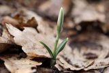 Galanthus plicatus