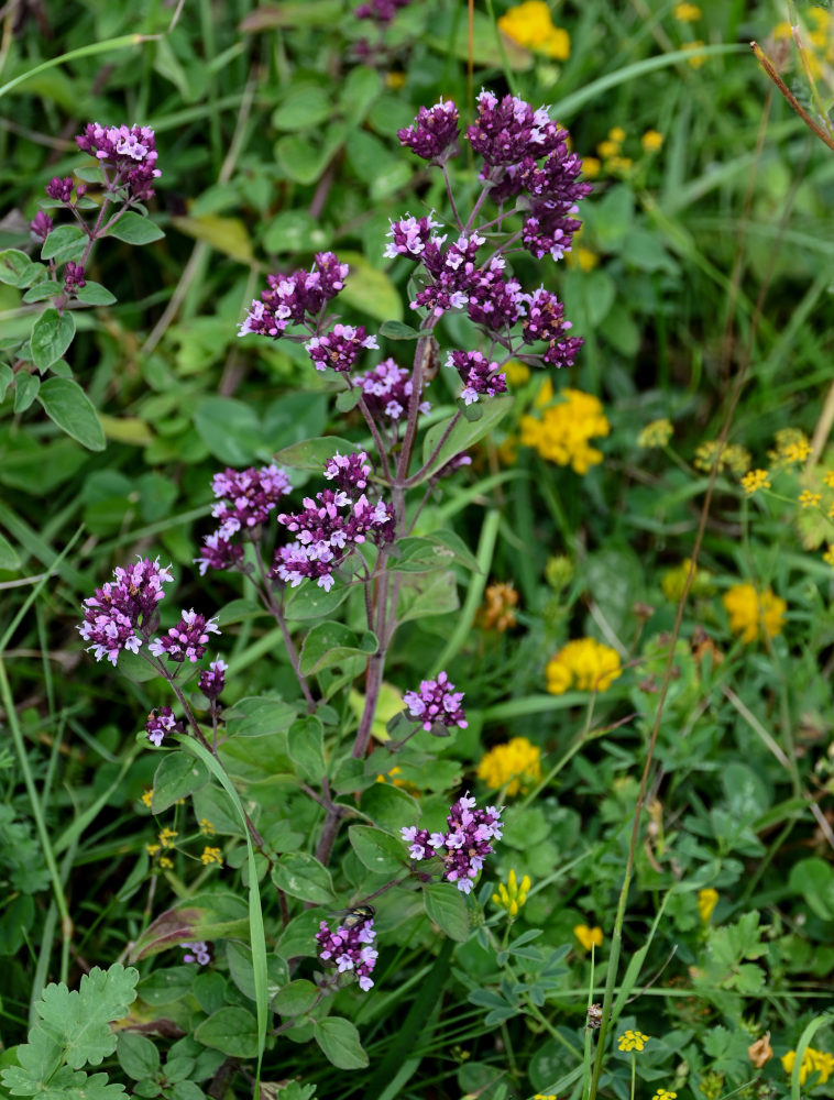 Изображение особи Origanum vulgare.