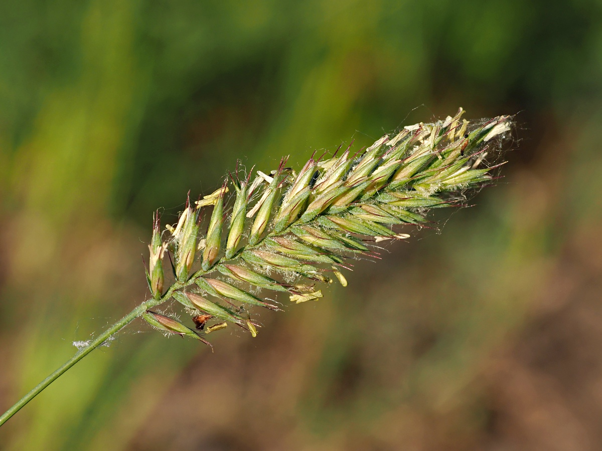 Изображение особи Agropyron pectinatum.