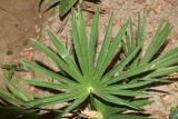 Trachycarpus fortunei. Лист молодого растения. Узбекистан, г. Андижан, частный двор, в культуре. 05.07.2023.