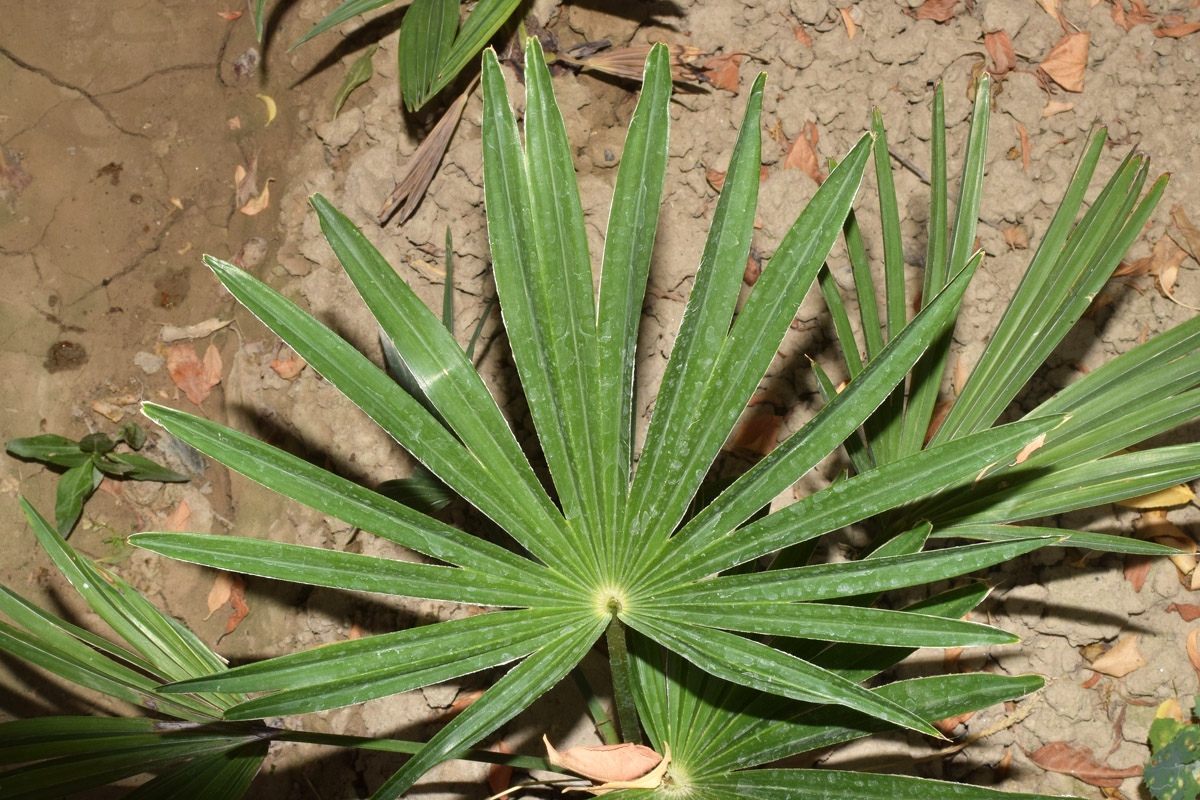 Image of Trachycarpus fortunei specimen.