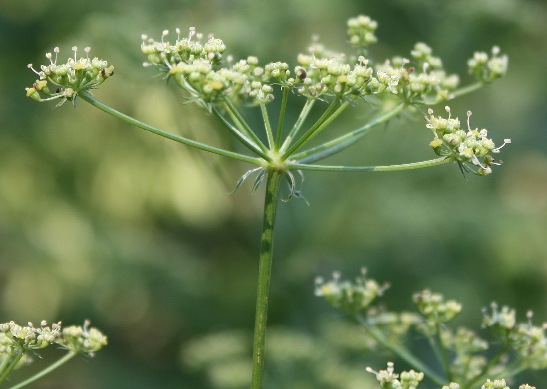 Изображение особи Xanthoselinum alsaticum.