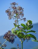 Aralia cordata. Верхушка побега с соплодием. Курильские о-ва, о-в Итуруп, вулкан Баранского, луговой склон. 24.08.2023.