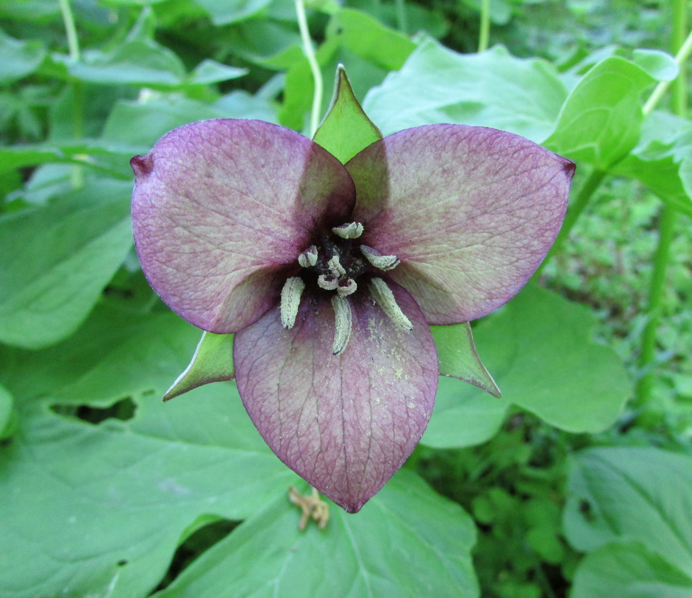 Image of Trillium erectum specimen.