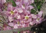 Aquilegia vulgaris
