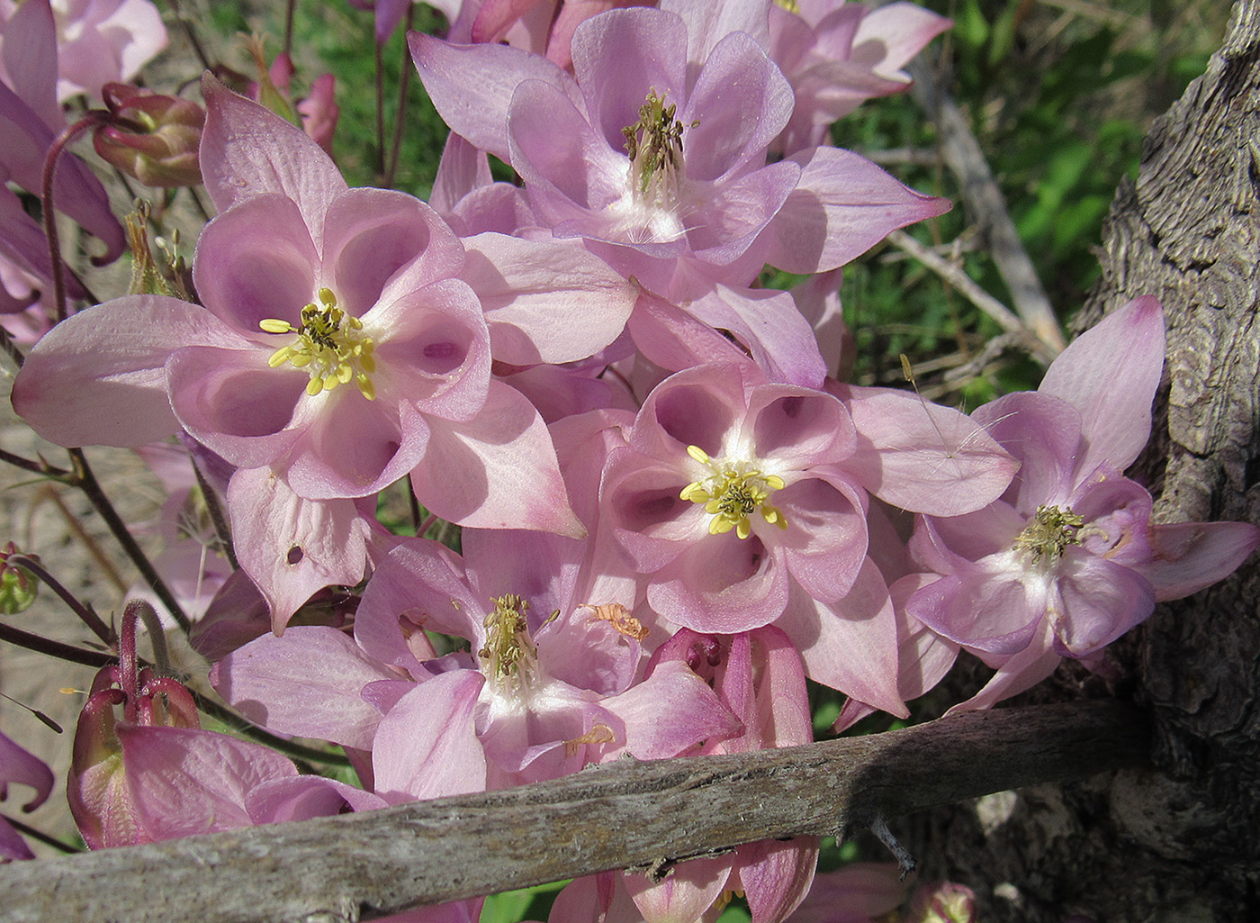 Image of Aquilegia vulgaris specimen.
