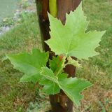 Platanus &times; acerifolia