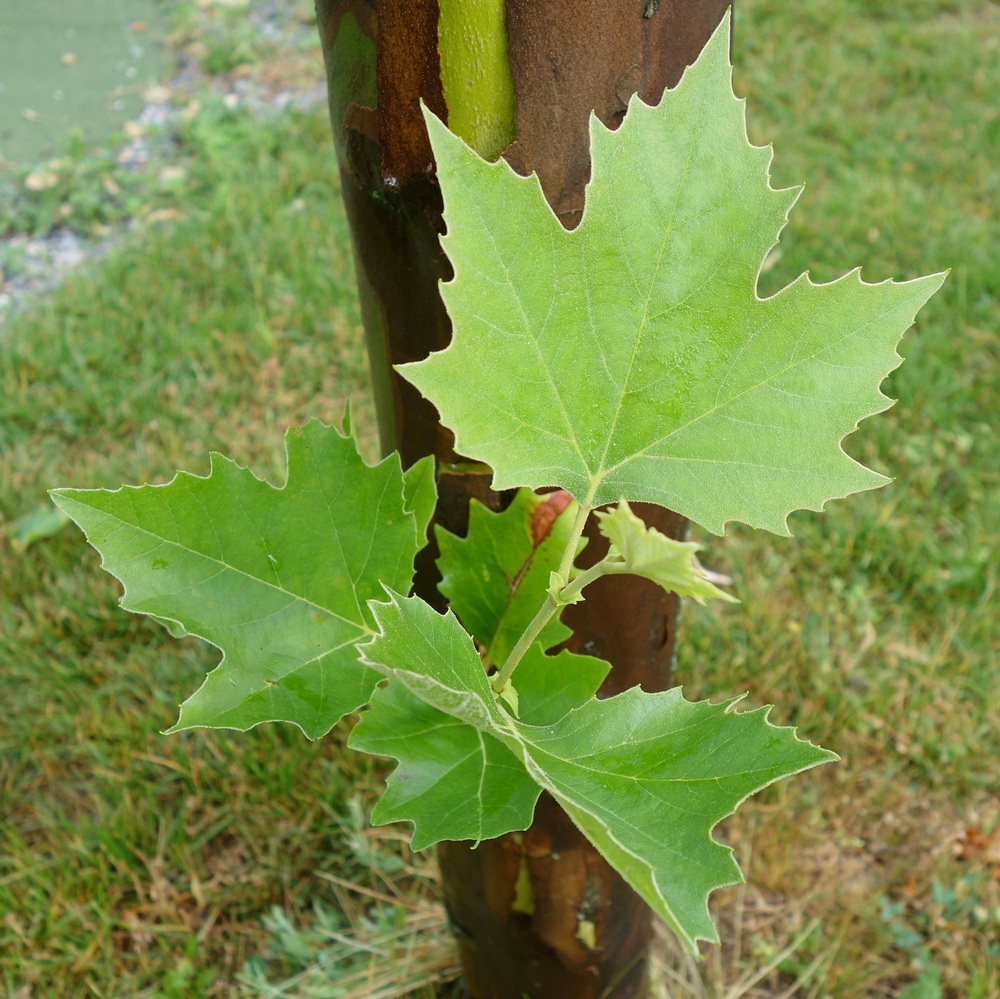 Изображение особи Platanus &times; acerifolia.