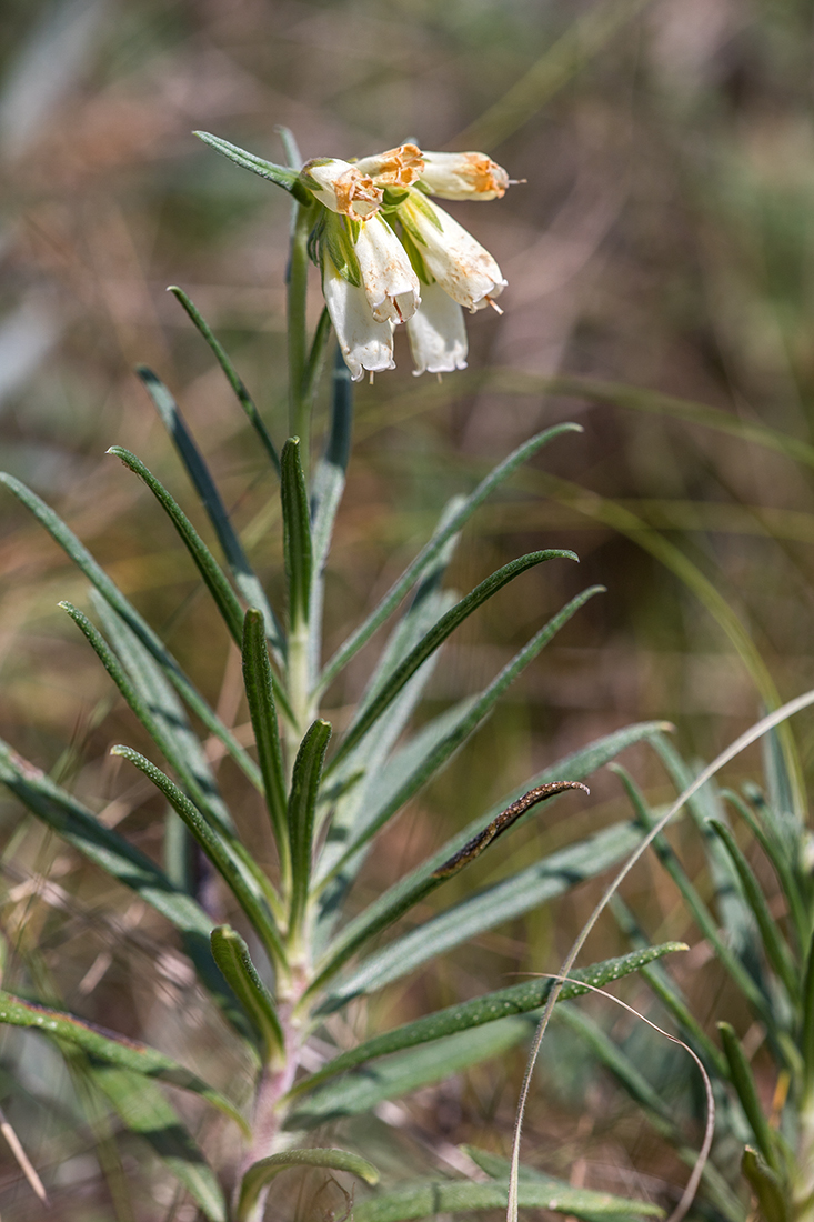 Image of Onosma tanaitica specimen.