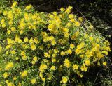 Inula britannica