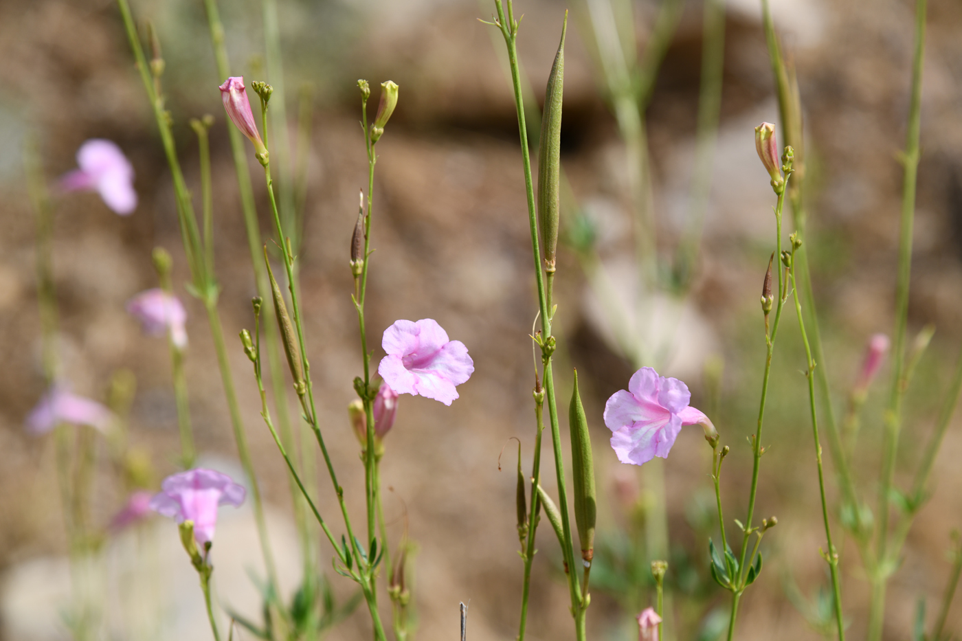 Image of Incarvillea olgae specimen.