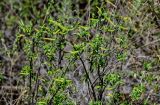 Salix triandra