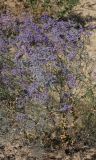Limonium otolepis