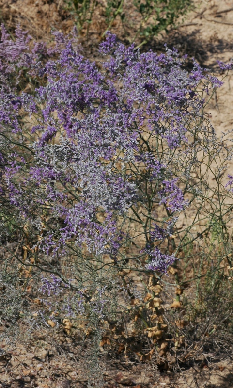 Изображение особи Limonium otolepis.