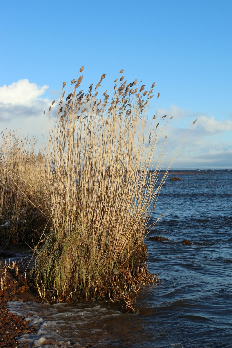 Изображение особи Phragmites australis.