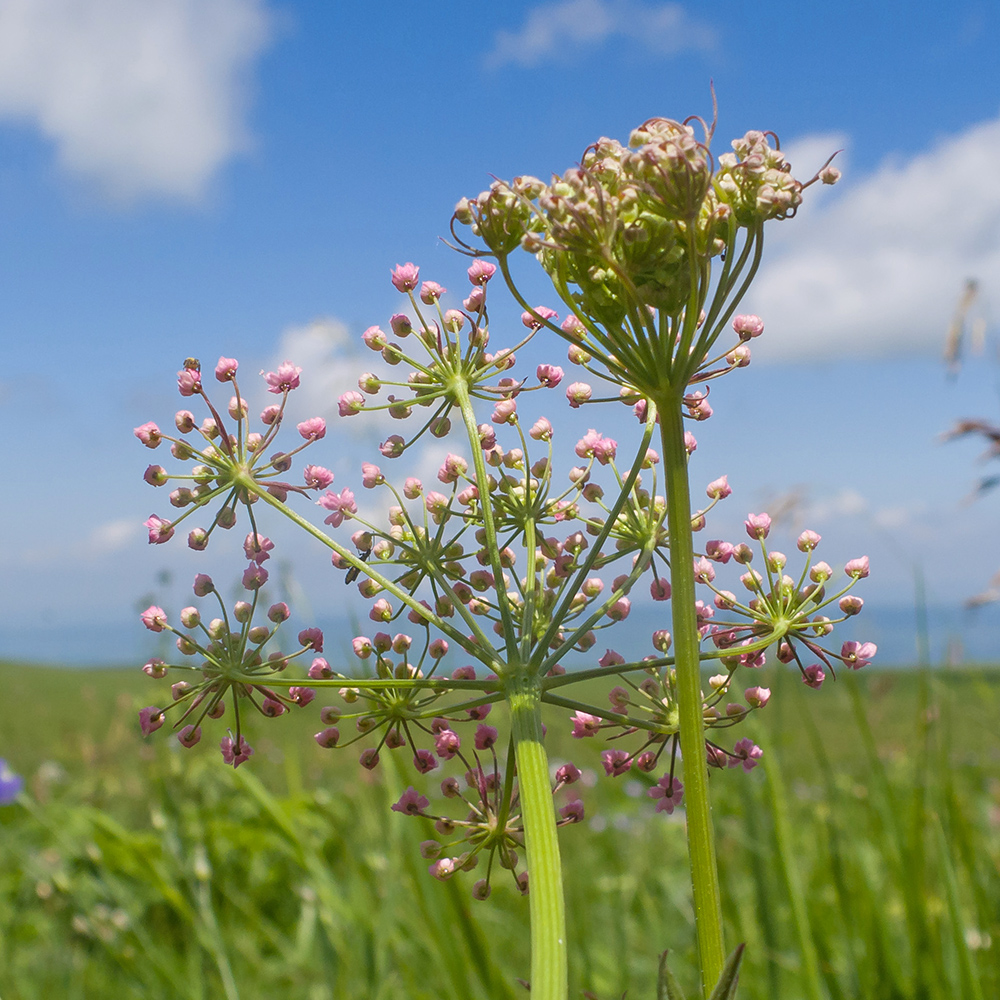 Image of Pimpinella rhodantha specimen.