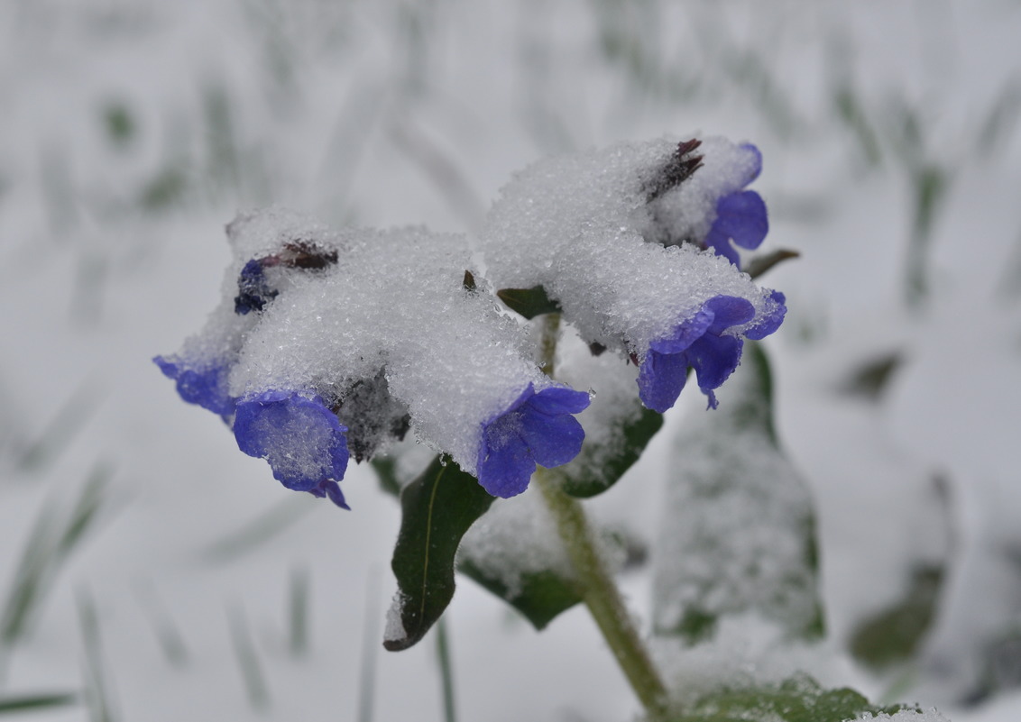 Изображение особи Pulmonaria mollis.