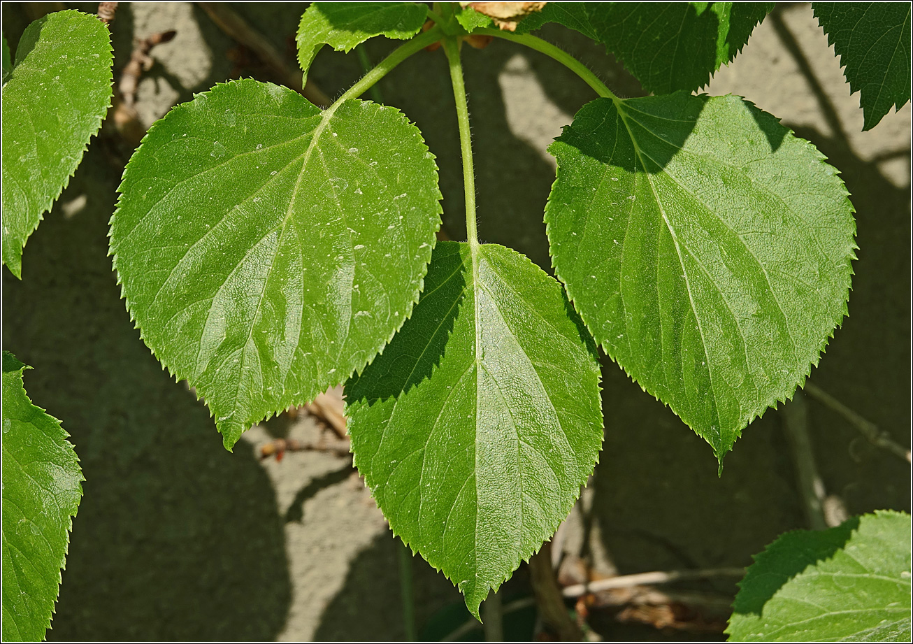 Image of Hydrangea petiolaris specimen.